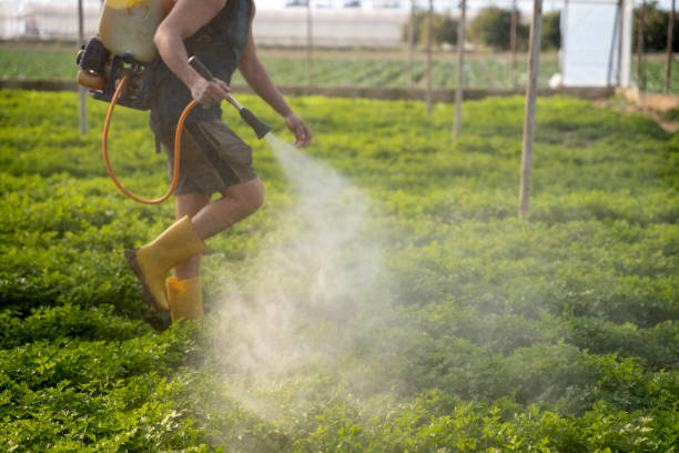 Best Local Pest Control Services  in Shady Shores, TX