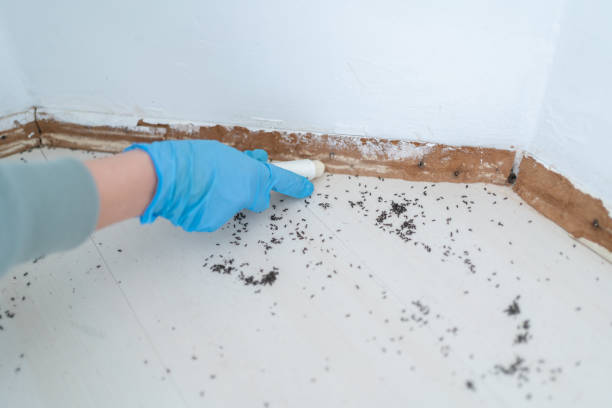 Flea Control Services in Shady Shores, TX